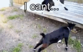 A Dog And A Cat Are Playing In The Dirt And The Dog Is Saying I Cant .. GIF