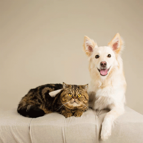 A Dog And A Cat Are Sitting Next To Each Other With The Words Together We Can Get Through Anything GIF