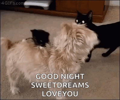 A Dog And A Cat Are Standing Next To Each Other On The Floor And The Cat Is Saying `` Good Night Sweetdreams Love You '' GIF