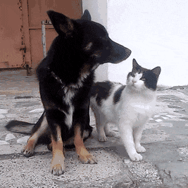 A Dog And A Cat Are Standing Next To Each Other GIF