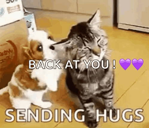 a dog and a cat hugging each other with the words " back at you sending hugs "