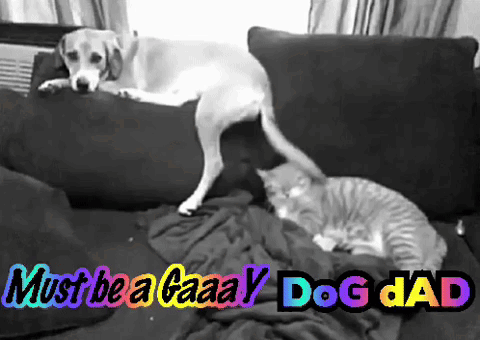 A Dog And A Cat On A Couch With The Words Must Be A Gaaaay Dog Dad GIF