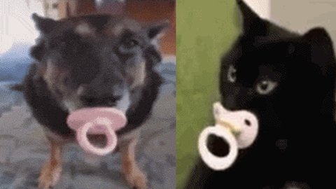 A Dog And A Cat With Pacifiers In Their Mouths GIF
