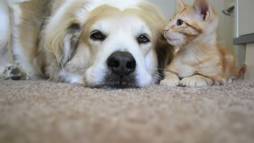 A Dog And A Kitten Are Laying Next To Each Other On The Floor GIF