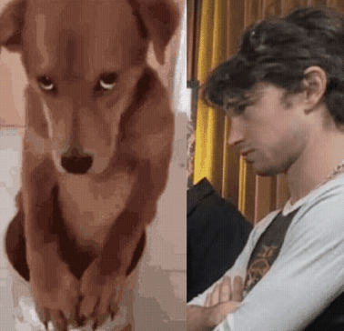A Dog And A Man With Their Arms Crossed GIF