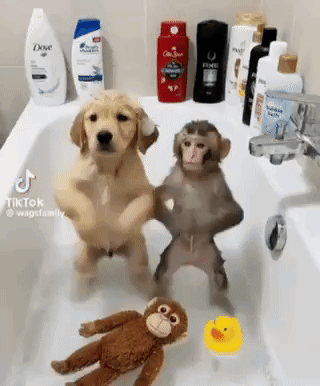 A Dog And A Monkey Are Standing In A Bathtub With A Stuffed Monkey . GIF