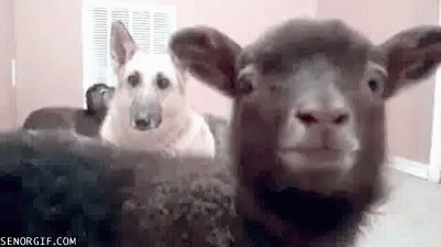 Dog And Sheep Sitting Next To Each Other Looking At Camera GIF