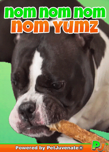 a dog chewing on a stick with the words nom nom nom nom yumz written above it