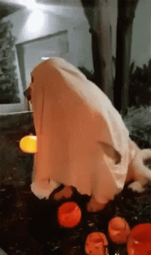 A Dog Dressed As A Ghost Is Standing In Front Of Pumpkins . GIF