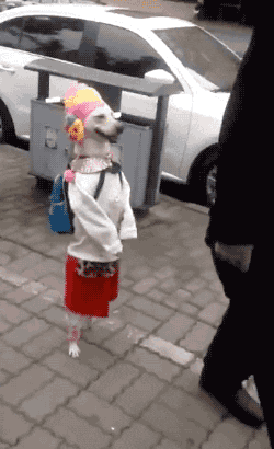 A Dog Dressed In A Clown Costume Is Walking Down The Street GIF
