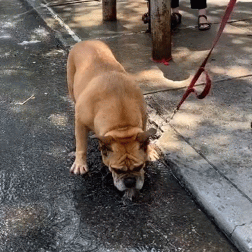 a dog drinking water from a puddle on the sidewalk