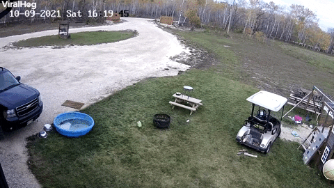 A Dog Drive The Golf Cart Then Crashed GIF