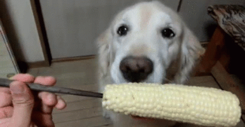 A Dog Eating Corn On The Cob With A Pair Of Chopsticks GIF