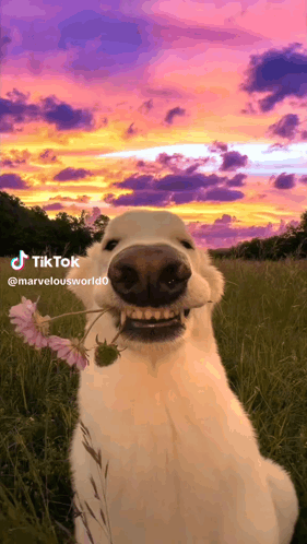 A Dog Holding A Flower In Its Mouth With A Sunset In The Background .. GIF