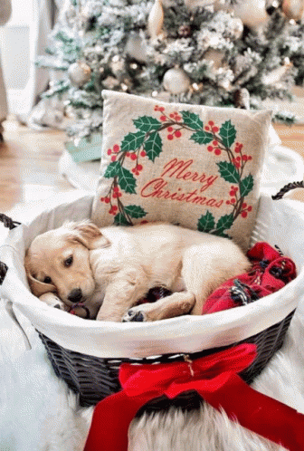 A Dog In A Basket With A Merry Christmas Pillow GIF