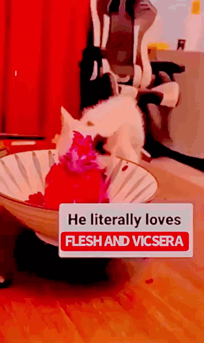 A Dog In A Bowl That Says He Literally Loves Flesh And Vicera GIF