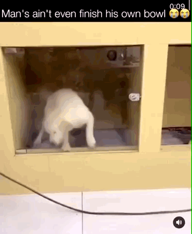 A Dog In A Cage With The Caption Man 'S Ain T Even Finish His Own Bowl GIF