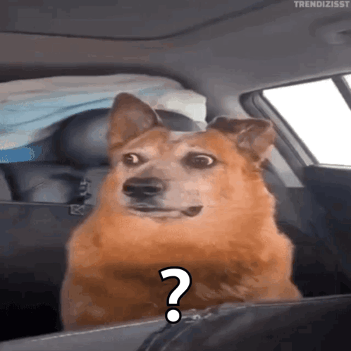 A Dog In A Car With A Question Mark GIF