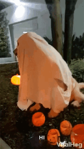 A Dog In A Ghost Costume Is Standing In Front Of Pumpkins GIF