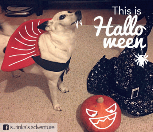 A Dog In A Halloween Costume Stands Next To A Pumpkin And A Witch Hat GIF