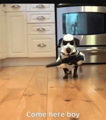 Dog In Storm Trooper Costume Walking GIF