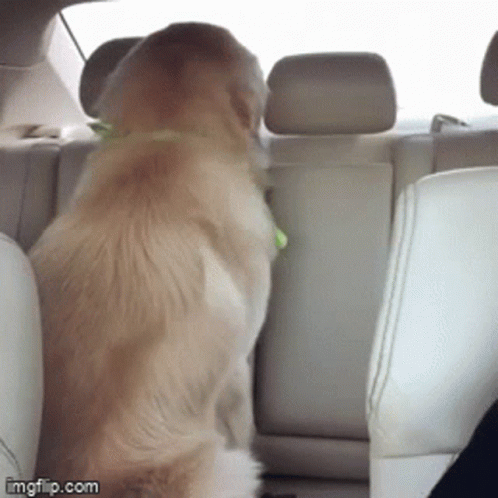 A Dog In The Back Seat Of A Car With Imgflip.com Written On The Bottom GIF