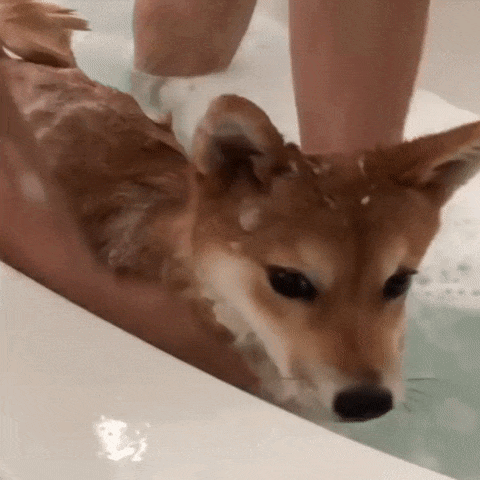 A Dog Is Being Bathed In A Bathtub By A Person . GIF