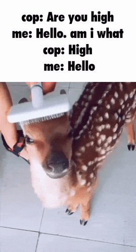 A Dog Is Being Brushed By A Person With A Brush On Its Head GIF