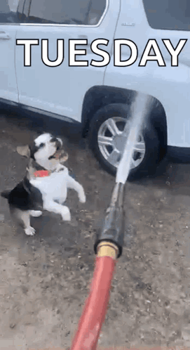 A Dog Is Being Sprayed With A Hose In Front Of A White Suv . GIF