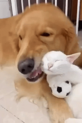 A Dog Is Biting A White Cat 'S Neck While The Cat Is Sleeping . GIF