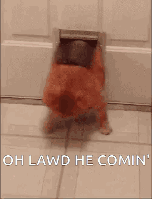 A Dog Is Coming Out Of A Dog Door And Says `` Oh Lawd He Comin '' . GIF