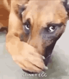 A Dog Is Covering Its Face With Its Hand . GIF
