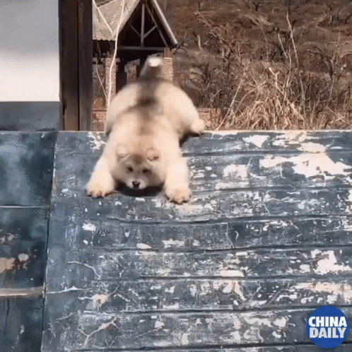 A Dog Is Crawling On A Roof With The China Daily Logo In The Background GIF
