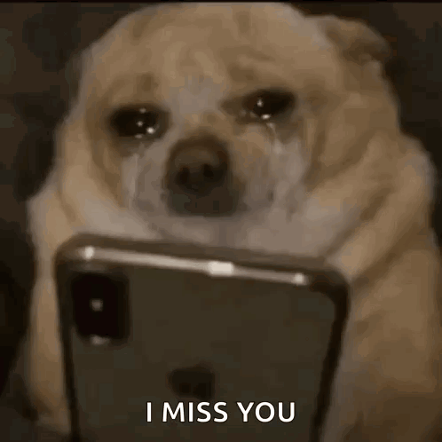 A Dog Is Crying And Looking At A Cell Phone . GIF