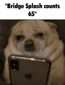 A Dog Is Crying While Looking At A Cell Phone With The Caption " Bridge Splash Counts 65 " GIF