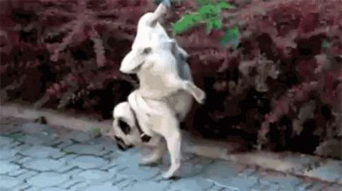 A Dog Is Doing A Handstand On A Sidewalk . GIF