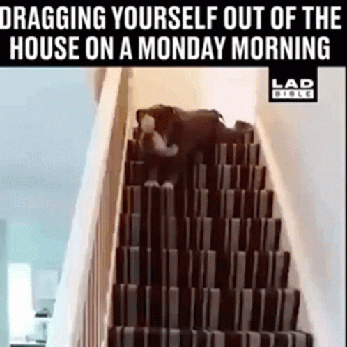 A Dog Is Dragging Itself Up A Set Of Stairs On A Monday Morning . GIF