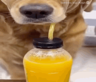 A Dog Is Drinking From A Bottle With A Straw . GIF