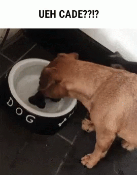 A Dog Is Drinking Water From A Bowl . GIF