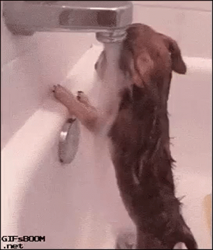A Dog Is Drinking Water From A Faucet In A Bath Tub . GIF