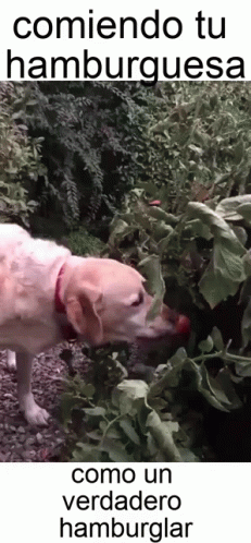 A Dog Is Eating A Tomato From A Bush With The Words Comiendo Tu Hamburguesa GIF