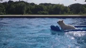 A Dog Is Floating On A Raft In A Pool . GIF