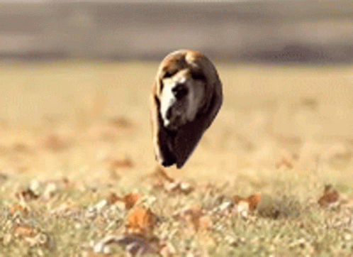 A Dog Is Flying Through The Air On A Field GIF