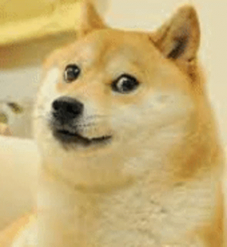 A Dog Is Giving A Thumbs Up Sign . GIF