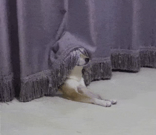 A Dog Is Hiding Behind A Purple Curtain On The Floor . GIF