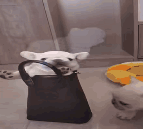 A Dog Is Holding A Black Purse With Its Mouth Open GIF