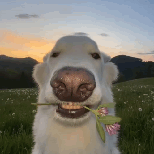 A Dog Is Holding A Flower In Its Mouth And Smiling At The Camera GIF