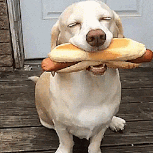 A Dog Is Holding A Hot Dog And A Loaf Of Bread In Its Mouth GIF