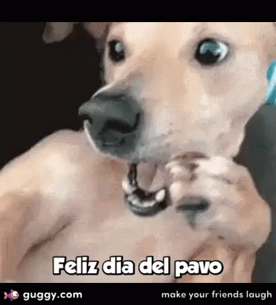 A Dog Is Holding A Piece Of Food In Its Mouth And Says Feliz Dia Del Pavo Make Your Friends Laugh . GIF