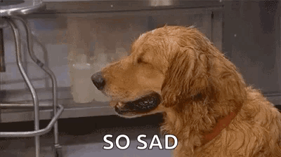 A Dog Is Holding A Piece Of Paper In Its Mouth And Looking Sad . GIF